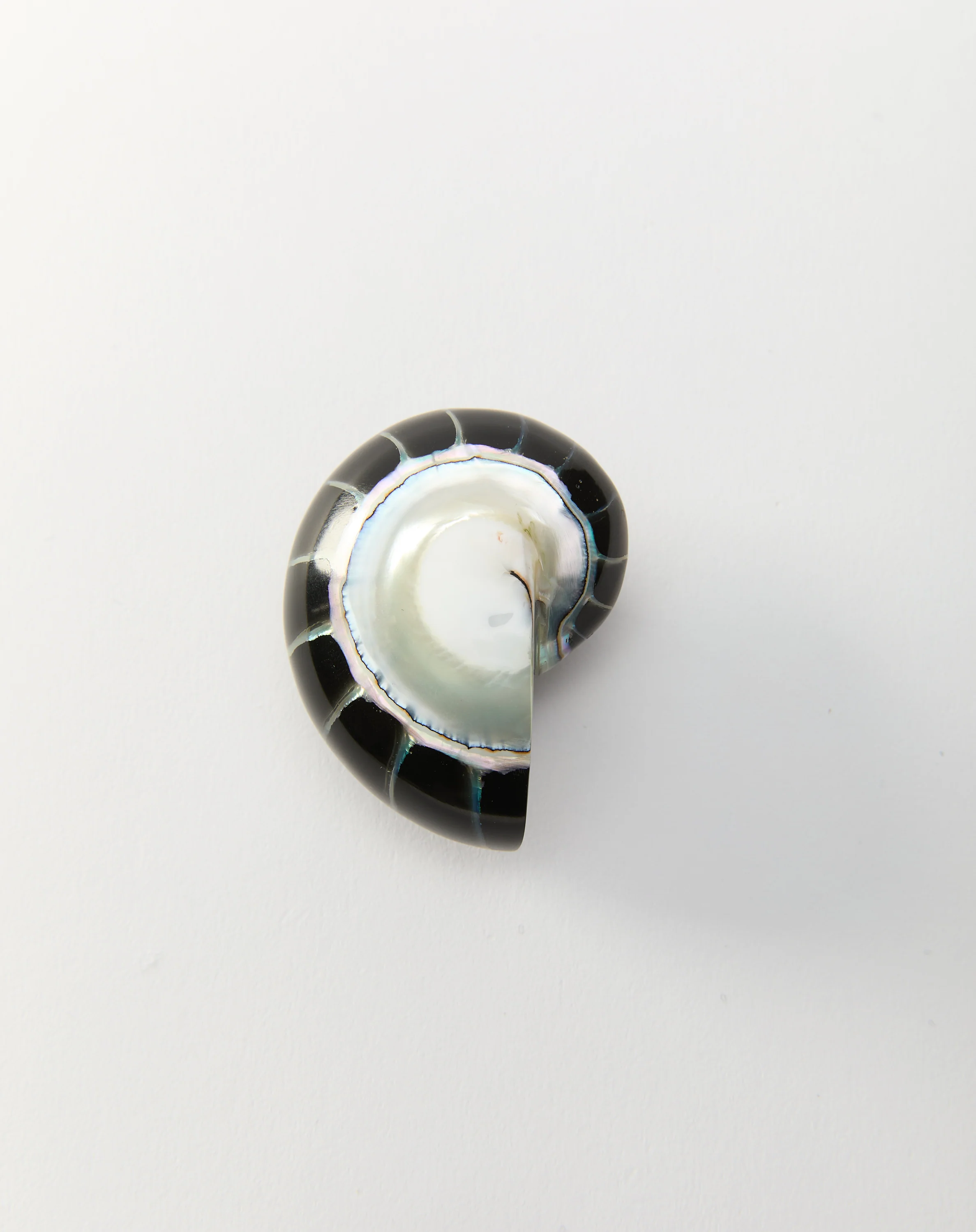 Nautilus Earrings - Image 3